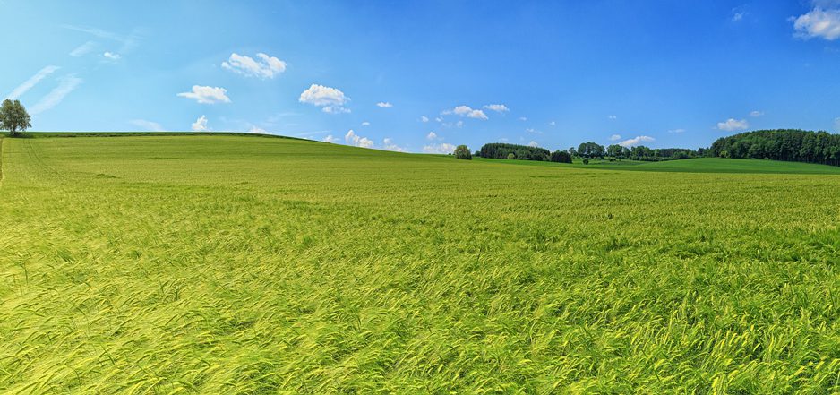 fond champ blé Biogaz Dunois - méthanisation agricole